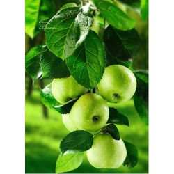 Зеленые яблоки  Ag 208