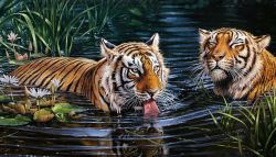 Ag 2569 Алмазная мозаика Гранни "Тигры в воде"